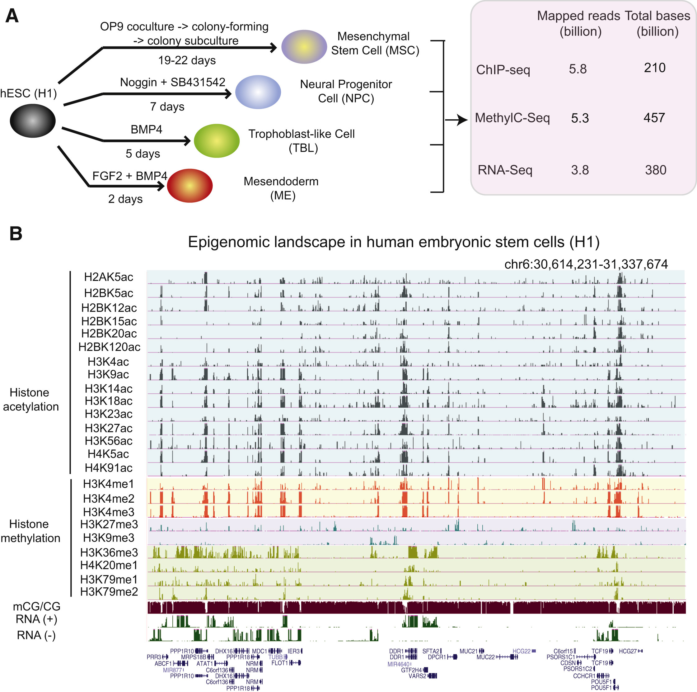 Figure 1: Xie et al. Epigenome Reference Maps for hESCs and Four hESC-Derived Lineages