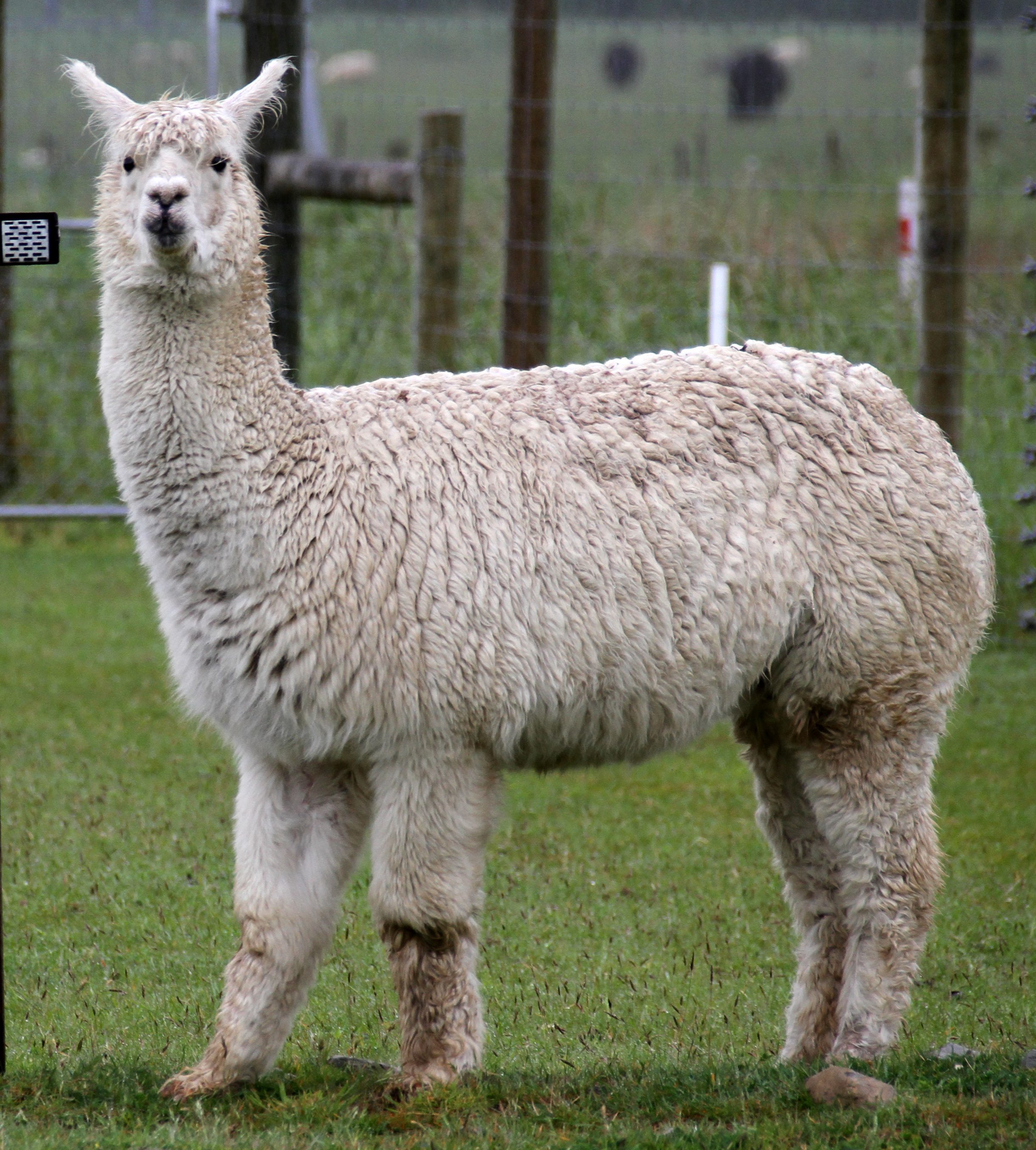 This alpaca is not ALPACAS.