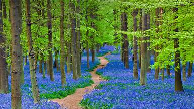 https://cn.bing.com/th?id=OHR.HertfordshireBluebells_ZH-CN1027832085&w=384&h=216