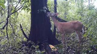 Deer Fart.wmv