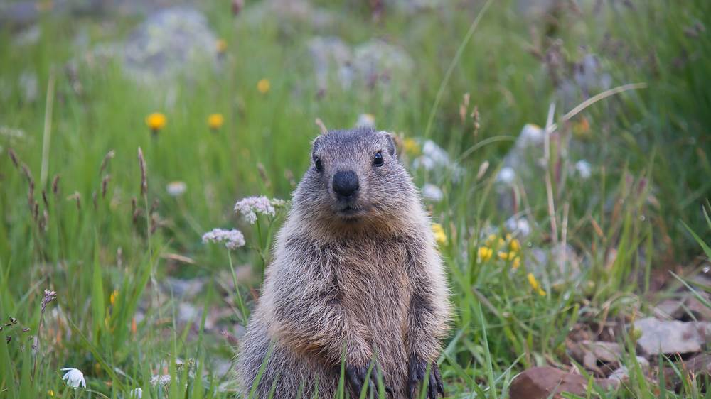 Young alpine marmot (© Jonas Fichtner-Pflaum/Getty Images)