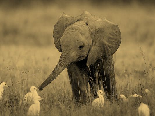 baby elephant