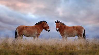 Przewalski's horses, Hustai National Park, Mongolia (© Ondrej Prosicky/Shutterstock)