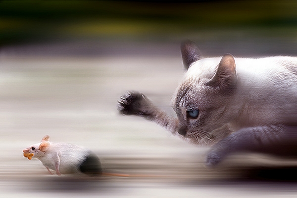 An ultra fast cat