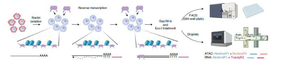 A schematic view of ISSAAC-seq workflow