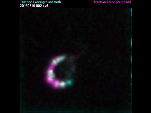 Overlapping prediction of Cell Traction Forces