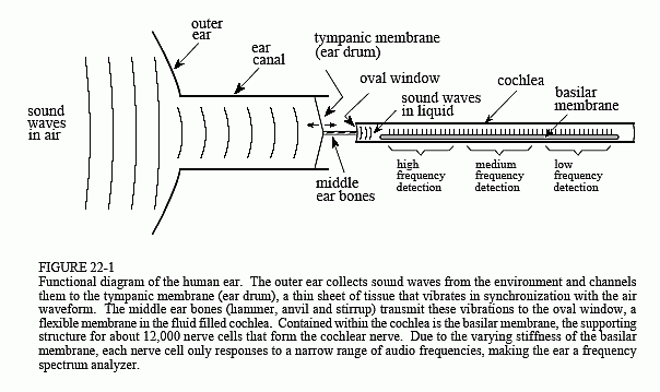 Ear model