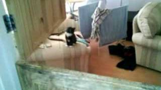 Kitten Fail