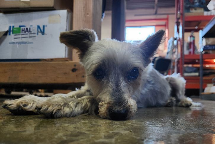 a small dog laying on a concrete floor in an industrial building