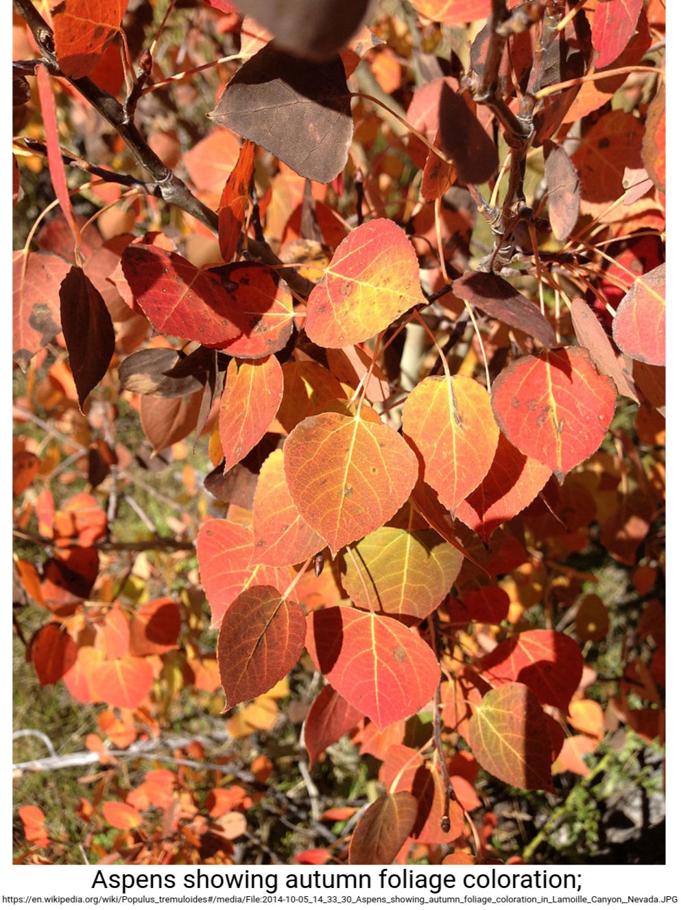 Red poplar leaves (Tweet #27)