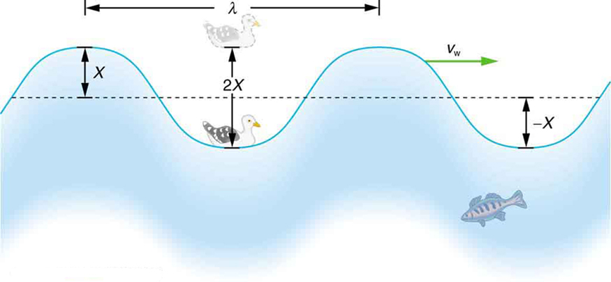  An idealized ocean wave passes under a sea gull that bobs up and down in simple harmonic motion. The wave has a wavelength λ, which is the distance between adjacent identical parts of the wave. The up and down disturbance of the surface propagates parallel to the surface at a speed vW