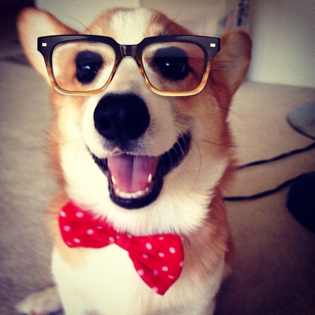 nerdy dog gif