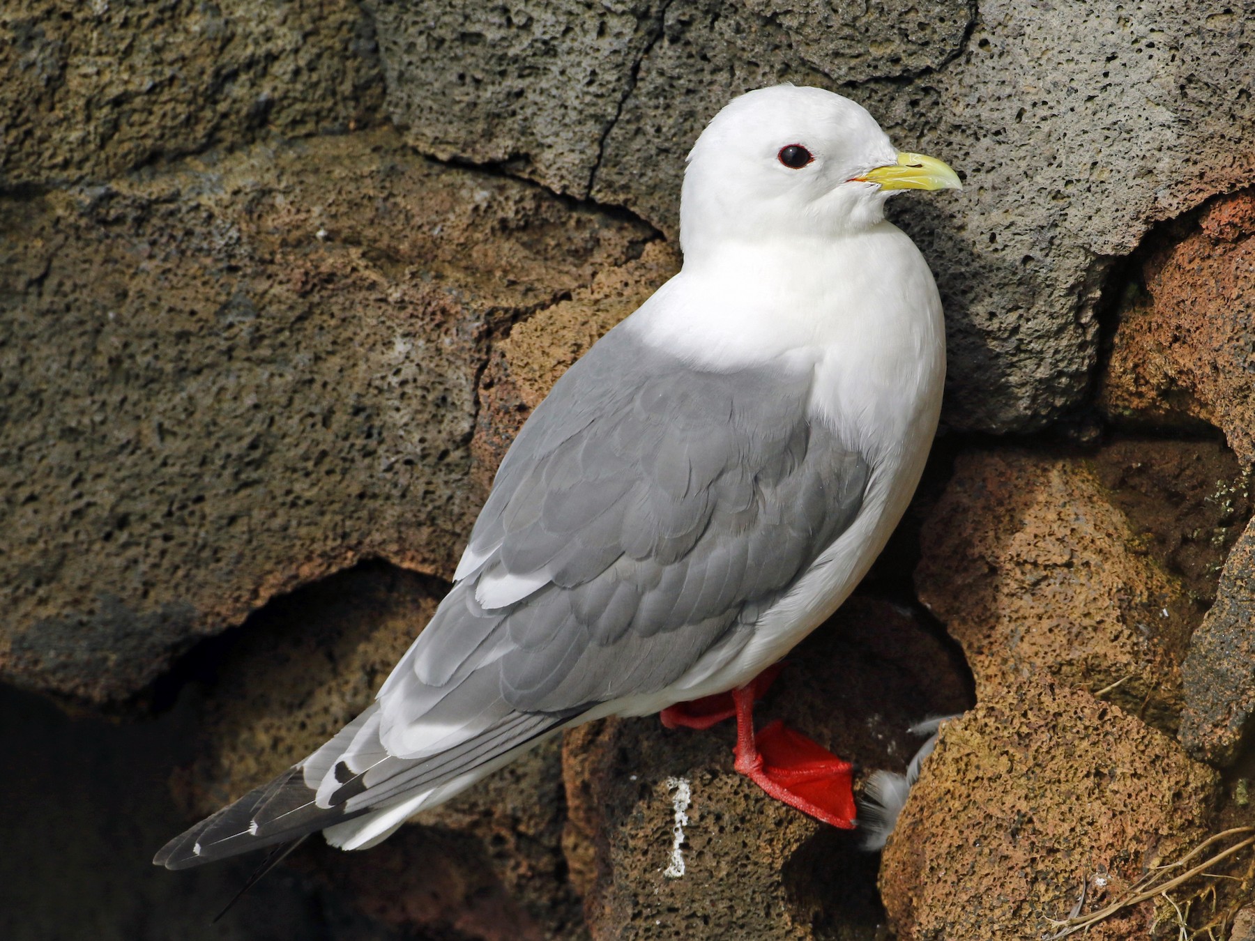 redleggedkittiwake