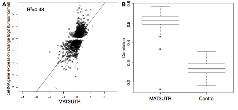 Performance of MAT3UTR