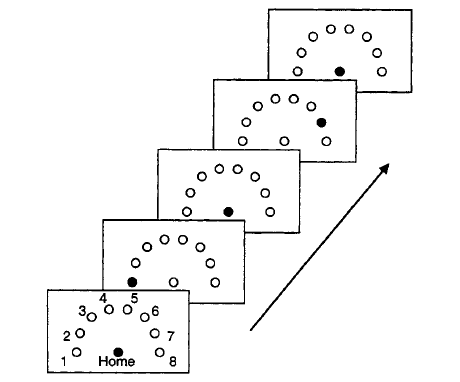 Figure 1. Light box device illustration from Hunt & Aslin (2001). This figure illustrates the light box with eight buttons used in their 3rd experiment and a sequence of how the buttons could light up.