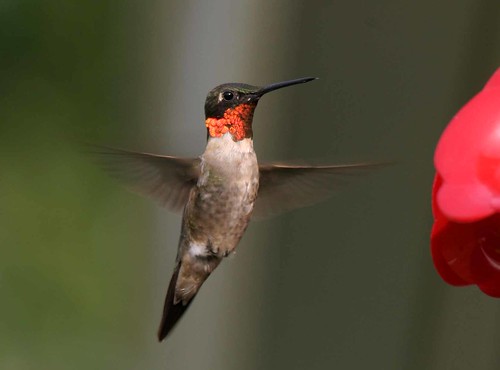 Hummingbird