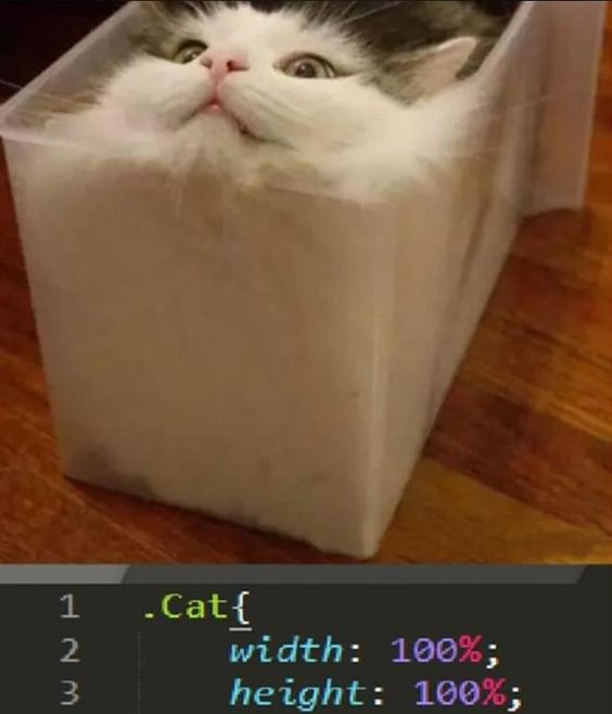 cat-box