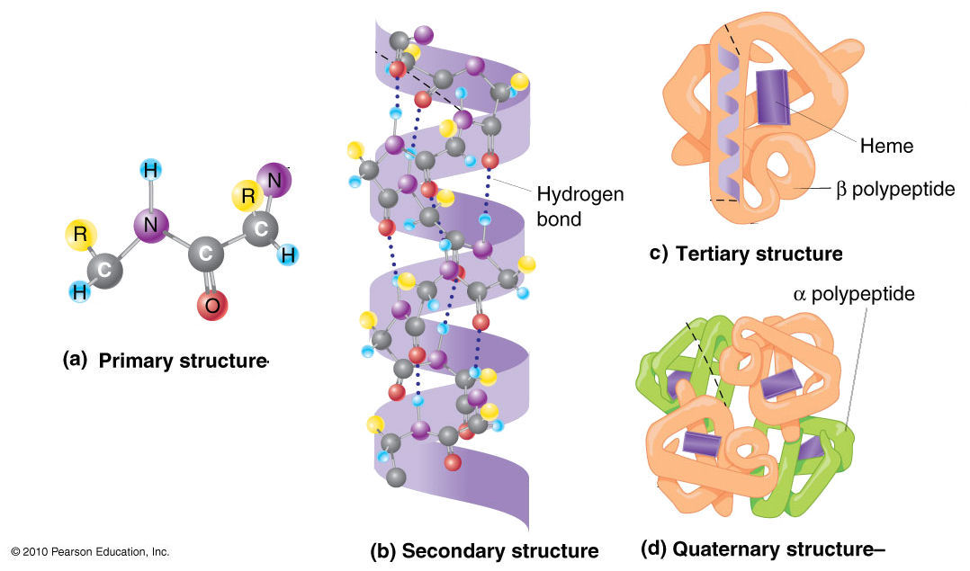 formation of protein