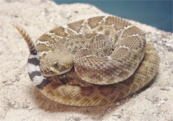 A diamondback