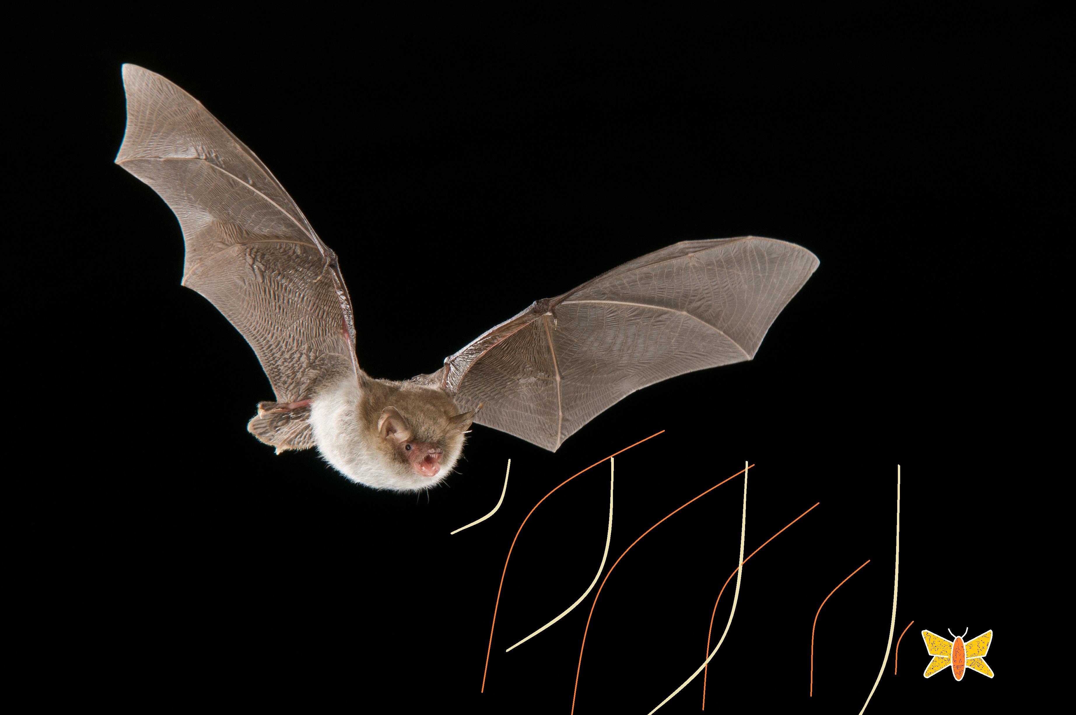 bat echolocation