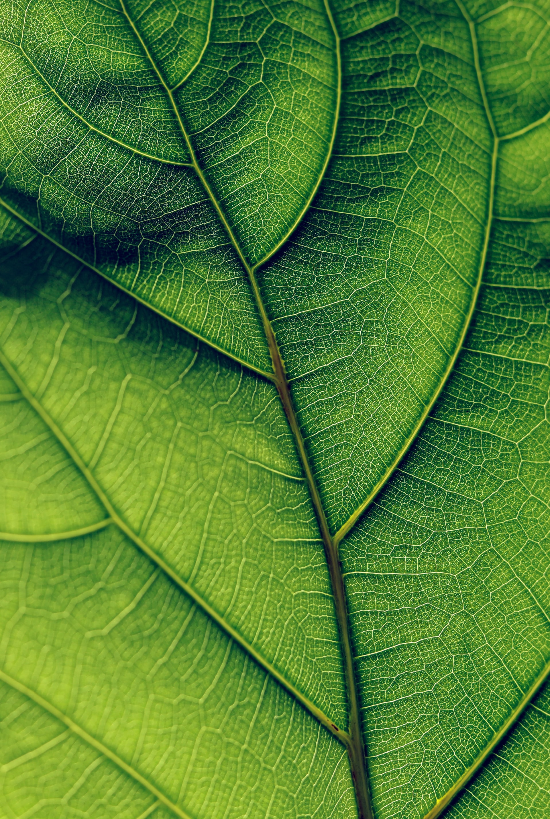 green leaf in close-up