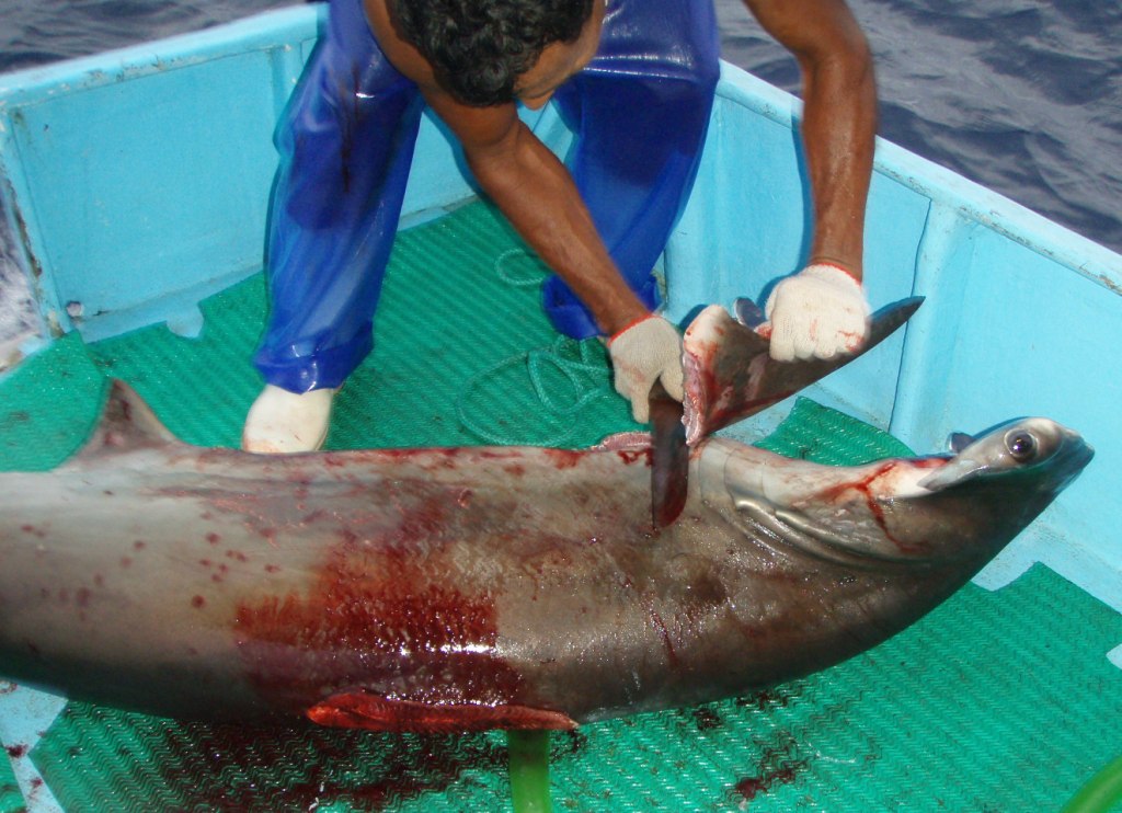 Shark Finning