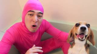 PINK GUY LOVES ANIMALS