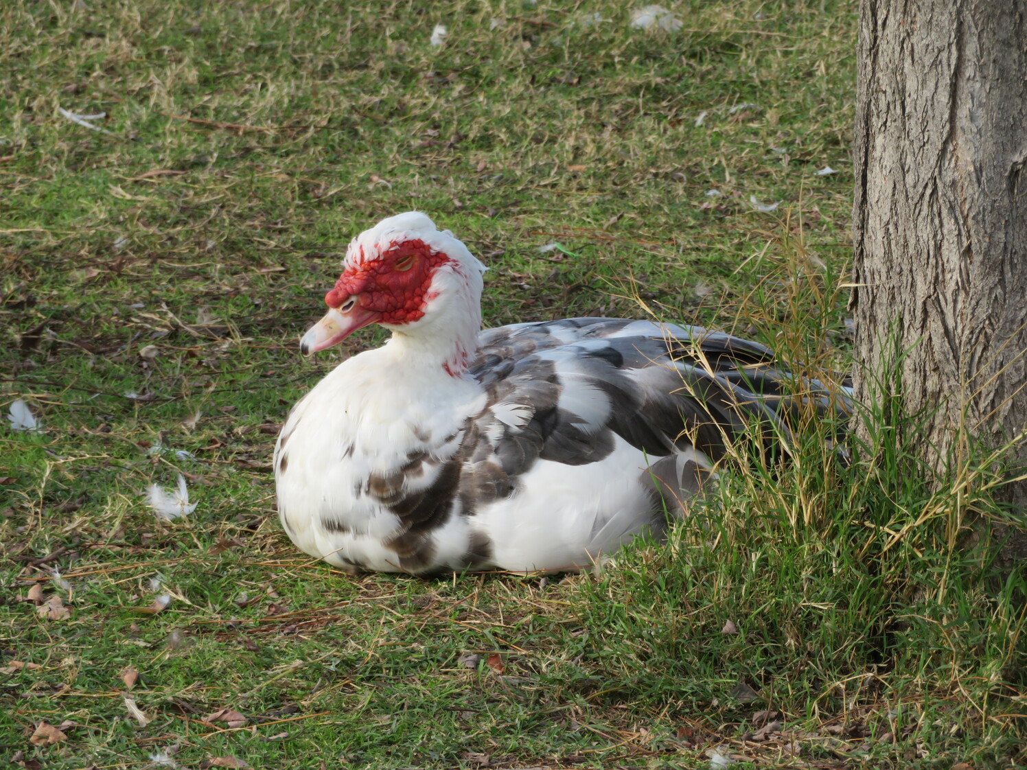 Duck