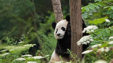 https://cn.bing.com/th?id=OHR.PandaDay_ZH-CN6584061291&w=384&h=216