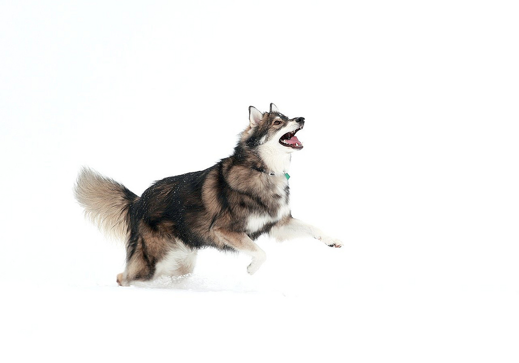 Cachorro da raça Utonagan pulando na neve