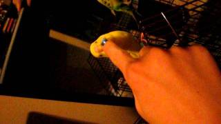 Parakeet finger wrestiling