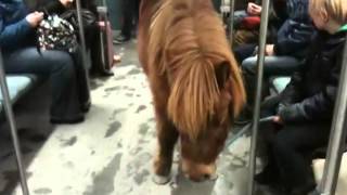A pony travelling with S-Bahn in Berlin!!!!!