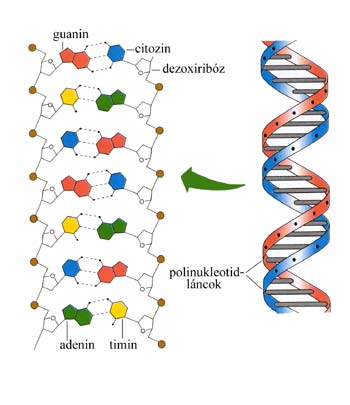 DNS szerkezet nukleinsavak kötései