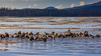 Raft of sea otters in Sitka Sound, near Sitka, Alaska (© Robert Harding/Offset/Shutterstock)