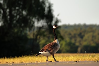 goose image