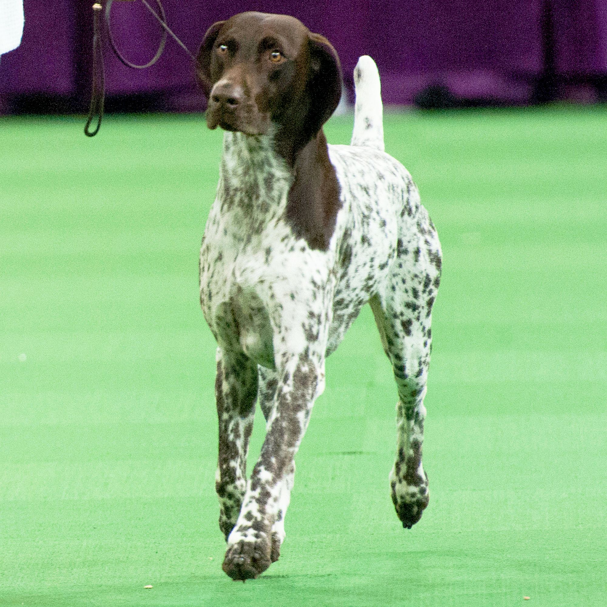 German Shorthaired Pointer