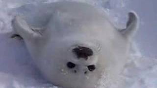 A Cute Baby Seal Pup