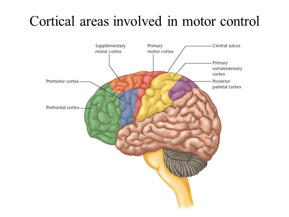 Figure 1. Schematic overview of the supplementary, premotor and primary motor cortex of the human brain