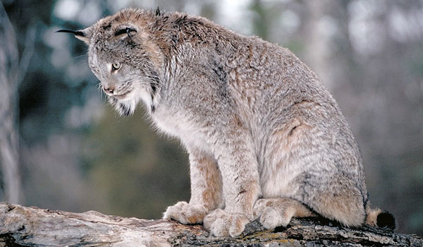 LYNX