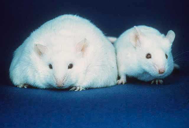 Picture of obese mice