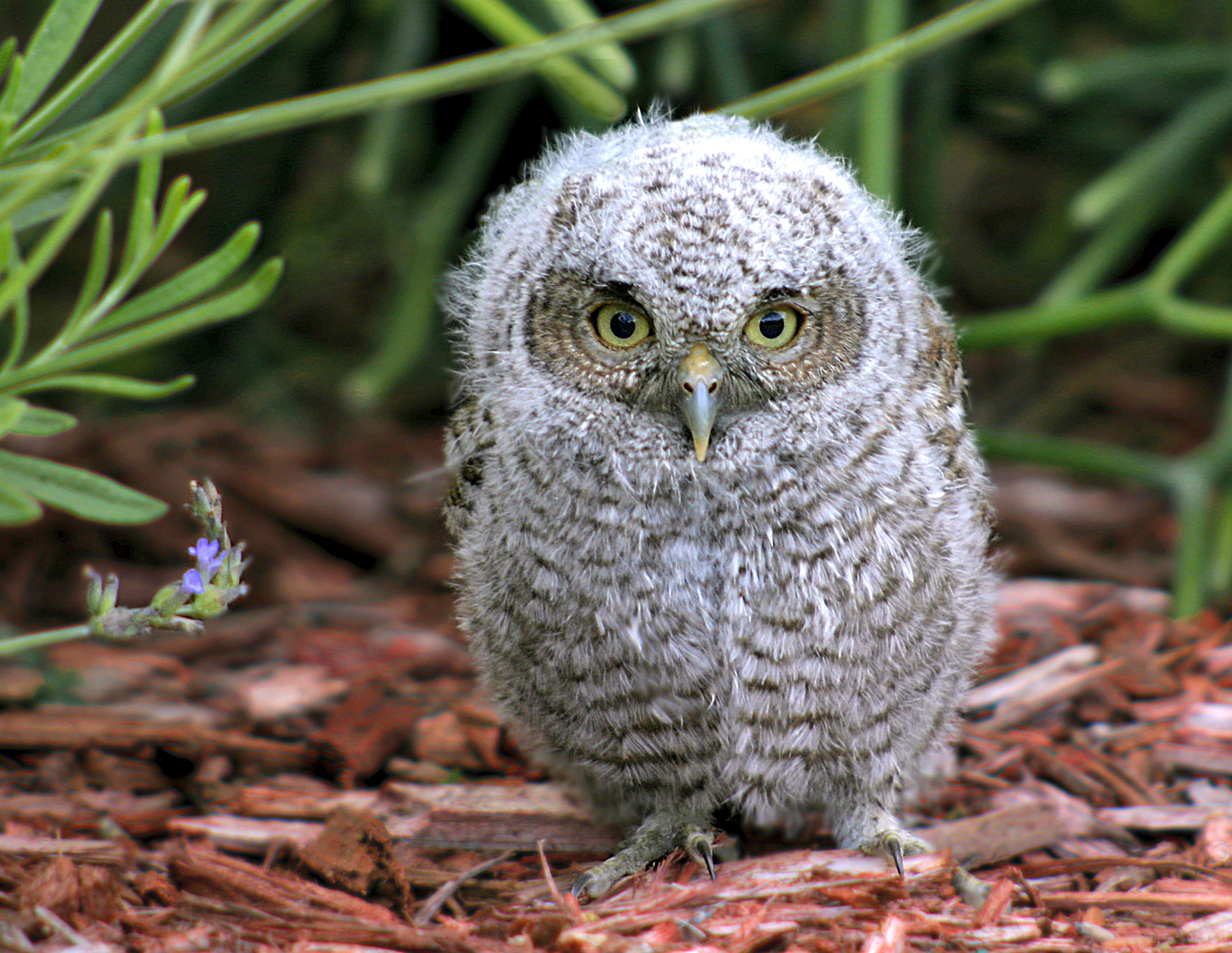 baby owl