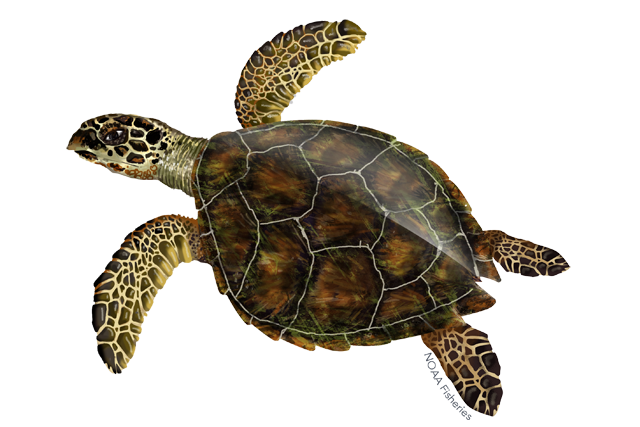 turtle2