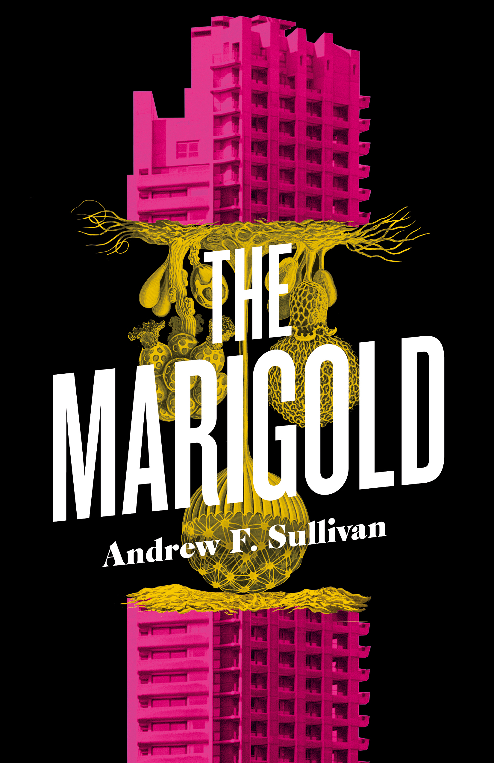 The Marigold by Andrew Sullivan