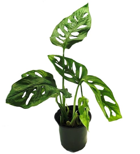 swiss-cheese-plant-monstera-adansonii-easy-to-grow-old-favorite-4-pot-1