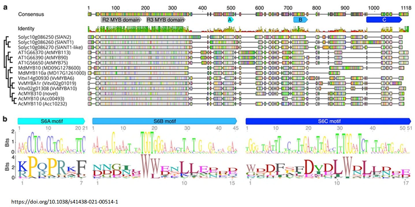 Conserved motifs in the C-terminal part of anthocyanin activators (Tweet #14)