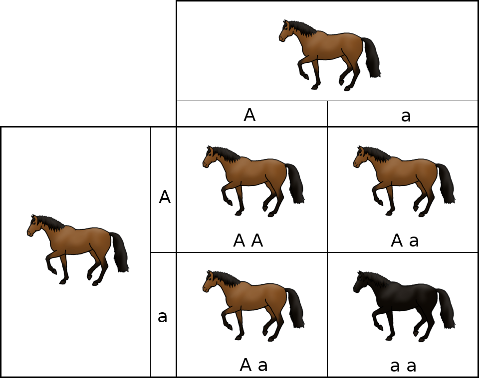 A/a cross A/a Punnett square