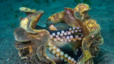 Veined octopus in a giant clam shell, Sulawesi Sea, Indonesia (© Alex Mustard/Minden Pictures)