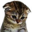 sadcat emote