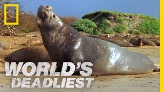 World's Deadliest - Elephant Seal vs. Elephant Seal