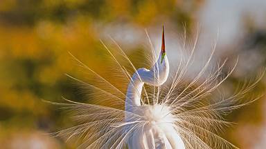 A great egret in Everglades National Park, Florida (© Troy Harrison/Getty Images)